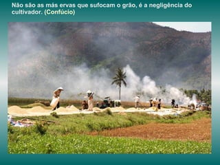 Não são as más ervas que sufocam o grão, é a negligência do cultivador.  (Confúcio)   