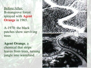 Before/After: B-mangrove forest sprayed with   Agent Orange   in 1965. A-1970: the black patches show surviving trees Agent Orange , a chemical that strips leaves from trees, turning jungle into wasteland. 
