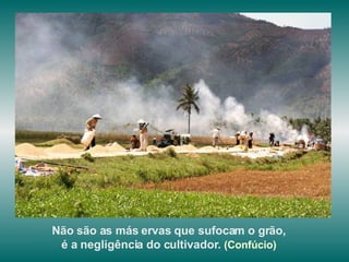 Não são as más ervas que sufocam o grão,  é a negligência do cultivador.  (Confúcio)   