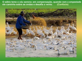 O sábio teme o céu sereno; em compensação, quando vem a empestade ele caminha sobre as ondas e desafia o vento.  (Confúcio)   