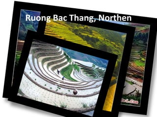 Ruong Bac Thang, Northen
 
