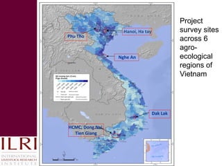 Update on pig value chain development in Vietnam