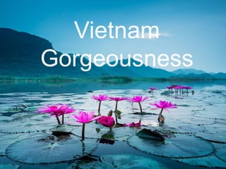 Vietnam
Gorgeousness
 