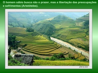 O homem sábio busca não o prazer, mas a libertação das preocupações  e sofrimentos (Aristóteles).   