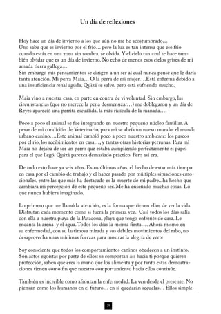 Un día de reflexiones


Hoy hace un día de invierno a los que aún no me he acostumbrado…
Uno sabe que es invierno por el frio… pero la luz es tan intensa que ese frio
cuando estás en una zona sin sombra, se olvida. Y el cielo tan azul te hace tam-
bién olvidar que es un día de invierno. No echo de menos esos cielos grises de mi
amada tierra gallega…
Sin embargo mis pensamientos se dirigen a un ser al cual nunca pensé que le daría
tanta atención. Mi perra Maia… O la perra de mi mujer….Está enferma debido a
una insuficiencia renal aguda. Quizá se salve, pero está sufriendo mucho.

Maia vino a nuestra casa, en parte en contra de vi voluntad. Sin embargo, las
circunstancias (que no merece la pena desmenuzar…) me doblegaron y un día de
Reyes apareció una perrita escuálida, la más ridícula de la manada….

Poco a poco el animal se fue integrando en nuestro pequeño núcleo familiar. A
pesar de mi condición de Veterinario, para mi se abría un nuevo mundo: el mundo
urbano canino….Este animal cambió poco a poco nuestro ambiente: los paseos
por el rio, los recibimientos en casa…, y tantas otras historias perrunas. Para mi
Maia no dejaba de ser un perro que estaba cumpliendo perfectamente el papel
para el que llegó. Quizá parezca demasiado práctico. Pero así era.

De todo esto hace ya seis años. Estos últimos años, el hecho de estar más tiempo
en casa por el cambio de trabajo y el haber pasado por múltiples situaciones emo-
cionales, entre las que más ha destacado es la muerte de mi padre.. ha hecho que
cambiara mi percepción de este pequeño ser. Me ha enseñado muchas cosas. Lo
que nunca hubiera imaginado.

Lo primero que me llamó la atención, es la forma que tienen ellos de ver la vida.
Disfrutan cada momento como si fuera la primera vez. Casi todos los días salía
con ella a nuestra playa de la Patacona, playa que tengo enfrente de casa. Le
encanta la arena y el agua. Todos los días la misma fiesta…. Ahora mismo en
su enfermedad, con su lastimosa mirada y sus débiles movimientos del rabo, no
desaprovecha unas mínimas fuerzas para mostrar la alegría de verte

Soy consciente que todos los comportamientos caninos obedecen a un instinto.
Son actos egoístas por parte de ellos: se comportan así hacia ti porque quieren
protección, saben que eres la mano que los alimenta y por tanto estas demostra-
ciones tienen como fin que nuestro comportamiento hacia ellos continúe.

También es increíble como afrontan la enfermedad. La ven desde el presente. No
piensan como los humanos en el futuro… en si quedarán secuelas… Ellos simple-


                                         28
 