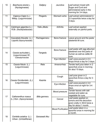 10 Boerhavia erecta L. 
(Nyctaginaeae) 
Galijery Jaundice Leaf extract mixed with 
Sugar and Curd and 
administered early in the 
morning for 3-4 days. 
11 Cajanus Cajan (L.) 
Millsp. (Leguminosae) 
Thogarlu Stomach ache Leaf extract administered in 
2-3 spoonfuls twice a day for 
3 days. 
12 Calotropis gigantea (L.) 
R.Br. (Asclepiadaceae) 
Tella Jilledu Arthritis Leaf extract applied 
externally on painful parts. 
13 Cascabela thevetia (L.) 
Lippold (Apocynaceae) 
Pachaganneru Bone fracture Leave ground and the paste 
plastered till cure. 
14 Cassia auriculata L. 
(Leguminosae) Sf: 
Caesalpiniaceae 
Tangedu 
Bone fracture Leaf paste with egg albumen 
plastered over the parts of 
human as well as cattle till 
cure. 
Eye infection Leaf Juice poured in 2-3 
drops thrice a day for 3 days. 
15 Cassia fistula (L.) 
(Leguminosae) 
Rela Amenorrhea Tender leaf juice taken in 2 
spoonfuls once in morning 
for abut 10 days. 
16 Cassia Occidentalis (L.) 
(Leguminosae) 
Kasinta 
Cough Leaf juice given in 2 
spoonfuls thrice a day for 3 
days. 
Eye infection Leaf Juice poured in 3-4 
drops once at night for 3-4 
days. 
17 Catharanthus roseus 
(L.) Don. (Apocynaceae) 
Billa ganneru 
Blood pressure Tender leaves with dall 
cooked and eaten as 
vegetable for cure. 
Cancer Leaf paste applied on 
tumors and the decoction 
given orally in 30ml twice a 
day for about 1 month. 
18 Centella asiatica (L.) 
Urban. (Umbelliferae) 
Saraswati Aku 
Blood Purification Leaf paste taken in a 
spoonful once in morning for 
a month. 
 