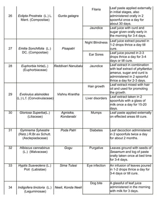26 Eclipta Prostrata (L.) L. 
Mant. (Compositae) 
Gunta galagra 
Filaria Leaf paste applied externally 
in initial stages, also 
administered orally in 2 
spoonful once a day for 
about 30 days. 
Jaundice Leaf juice with curd and 
sugar given orally early in 
the morning for 3-4 days. 
27 Emilia Sonchifolia (L.) 
DC. (Compositae) 
Pisapatri 
Night Blindness Leaf juice extract poured in 
1-2 drops thrice a day till 
cure. 
Ear Sores Leaf juice poured in 2-3 
drops thrice a day for 3-4 
days or till cure. 
28 Euphorbia hirta(L.) 
(Euphorbiaceae) 
Reddivari Nanubalu Jaundice Leaf extract in combination 
with leaf extract of phyllantus 
amarus, sugar and curd is 
administered in 2 spoonful 
thrice a day for 2-3 days. 
29 Evolvulus alsinoides 
(L.) L.f. (Convolvulaceae) 
Vishnu Krantha 
Hair growth Leaf extract mixed with hair 
oil and used for promoting 
the growth. 
Liver disorders Leaf extract taken in 2 
spoonfuls with a glass of 
milk once a day for 15-20 
days. 
30 Gloriosa Superba(L.) 
(Liliaceae) 
Agnisika, 
Kondanabi 
Mumps Leaf paste applied externally 
on effected areas till cure. 
31 Gymnema Sylvestre 
(Retz.) R.Br.ex Schutt. 
(Asclepiadaceae) 
Poda Patri Diabetes Leaf decoction administered 
in 2 spoonfuls twice a day 
for about 2 months. 
32 Hibiscus cannabinus 
(L.) (Malvaceae) 
Gogu Purgative Leaves ground with seeds of 
Sesamum and log of paste 
orally taken once at bed time 
for 3-4 days. 
33 Hyptis Suaveolens (L.) 
Poit (Labiatae) 
Sima Tulasi Eye infection An infusion of leaves poured 
in 1-2 drops thrice a day for 
3-4 days or till cure. 
34 Indigofera tinctoria (L.) 
(Leguminosae) 
Neeli, Konda Neeli 
Dog bite A glassful of leaf juice 
administered in the morning 
with milk for 3 days. 
 