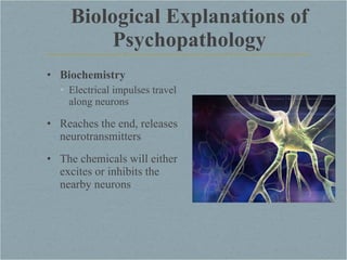 Biochemistry Electrical impulses travel along neurons Reaches the end, releases neurotransmitters  The chemicals will either excites or inhibits the nearby neurons Biological Explanations of Psychopathology 