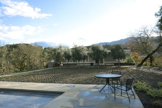 View to olive tree alle