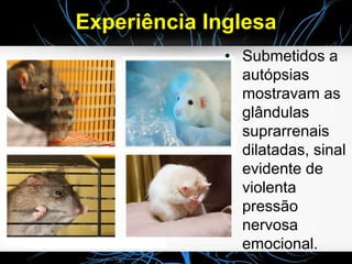 Experiência Inglesa
• Submetidos a
autópsias
mostravam as
glândulas
suprarrenais
dilatadas, sinal
evidente de
violenta
pressão
nervosa
emocional.
 