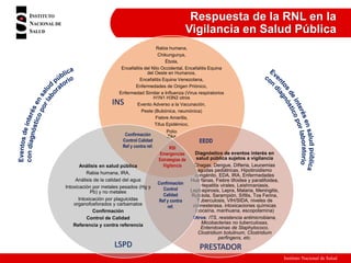 Instituto Nacional de Salud
Rabia humana,
Chikungunya,
Ébola,
Encefalitis del Nilo Occidental, Encefalitis Equina
del Oeste en Humanos,
Encefalitis Equina Venezolana,
Enfermedades de Origen Priónico,
Enfermedad Similar a Influenza (Virus respiratorios
H1N1 H3N2 otros
Evento Adverso a la Vacunación,
Peste (Bubónica, neumónica)
Fiebre Amarilla,
Tifus Epidémico,
Polio
Zika
Diagnóstico de eventos interés en
salud pública sujetos a vigilancia
Chagas, Dengue, Difteria, Leucemias
agudas pediátricas, Hipotiroidismo
congénito, EDA, IRA, Enfermedades
Huérfanas, Fiebre tifoidea y paratifoidea,
Hepatitis virales, Leishmaniasis,
Leptospirosis, Lepra, Malaria, Meningitis,
Rubéola, Sarampión, Sífilis, Tos Ferina,
Tuberculosis, VIH/SIDA, niveles de
colinesterasa, intoxicaciones químicas
(cocaína, marihuana, escopolamina)
Otros: ITS, resistencia antimicrobiana,
Micobacterias no tuberculosas,
Enterotoxinas de Staphylococo,
Clostridium botulinum, Clostridium
perfingens, etc.
Análisis en salud pública
Rabia humana, IRA,
Análisis de la calidad del agua
Intoxicación por metales pesados (Hg y
Pb) y no metales
Intoxicación por plaguicidas
organofosforados y carbamatos
Confirmación
Control de Calidad
Referencia y contra referencia
Respuesta de la RNL en la
Vigilancia en Salud Pública
Confirmación
Control
Calidad
Ref y contra
ref.
Confirmación
Control Calidad
Ref y contra ref. RSI
Emergencias
Estrategias de
Vigilancia
INS
LSPD PRESTADOR
EEDD
 