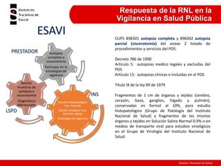 Instituto Nacional de Salud
Respuesta de la RNL en la
Vigilancia en Salud Pública
Estudio histopatológico
(mx. Formol)
Estudio virológico (mx.
Solución salina)
Estrategias de vigilancia
Remitir
muestras de
autopsia o
viscerotomía
Diagnóstico
diferenciales
Autopsia
completa o
viscerotomía
Participar en la
estrategias de
vigilancia
CUPS 898301 autopsia completa y 898302 autopsia
parcial (viscerotomía) del anexo 2 listado de
procedimientos y servicios del POS.
Decreto 786 de 1990
Artículo 5: autopsias medico legales y excluidas del
POS
Artículo 15: autopsias clinicas e incluidas en el POS
Título IX de la ley 09 de 1979
Fragmentos de 1 cm de órganos y tejidos (cerebro,
corazón, bazo, ganglios, hígado y pulmón),
conservadas en formol al 10%, para estudio
histopatológico (Grupo de Patología del Instituto
Nacional de Salud) y fragmentos de los mismos
órganos y tejidos en Solución Salina Normal 0.9% o en
medios de transporte viral para estudios virológicos
en el Grupo de Virología del Instituto Nacional de
Salud.
ESAVI
INS
LSPD
PRESTADOR
 