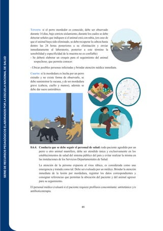 SERIE
DE
RECURSOS
PEDAGÓGICOS
ELABORADOS
POR
LA
ESCUELA
NACIONAL
DE
SALUD
89
Tercero: si el perro mordedor es conocido, debe ser observado
durante 14 días, bajo estricto aislamiento, durante los cuales se debe
detectar señales que indiquen si el animal está con rabia, (en caso de
que el animal haya sido eliminado, se debe recuperar la cabeza hasta
dentro las 24 horas posteriores a su eliminación y enviar
inmediatamente al laboratorio, posterior a este término la
sensibilidad y especificidad de la muestra no es confiable)
- Se deberá elaborar un croquis para el seguimiento del animal
sospechoso, que permita conocer:
- Ubicar posibles personas infectadas y brindar atención médica inmediata.
Cuarto: si la mordedura es hecha por un perro
extraño y no existe forma de observarlo, se
debe suministrar la vacuna, y de ser mordedura
grave (cabeza, cuello y manos), además se
debe dar suero antirrábico.
8.6.4. Conducta que se debe seguir el personal de salud: todo paciente agredido por un
perro u otro animal mamífero, debe ser atendido única y exclusivamente en los
establecimientos de salud del sistema público del país y evitar realizar la misma en
las instalaciones de los Servicios Departamentales de Salud.
La atención de la persona expuesta al virus rábico, es considerada como una
emergencia y tratada como tal. Debe ser evaluada por un médico. Brindar la atención
inmediata de la lesión por mordedura, registrar los datos correspondientes y
consignar referencias que permitan la ubicación del paciente y del animal agresor
para su seguimiento.
El personal médico evaluará si el paciente requiere profilaxis concomitante: antitetánico y/o
antibioticoterapia.
 