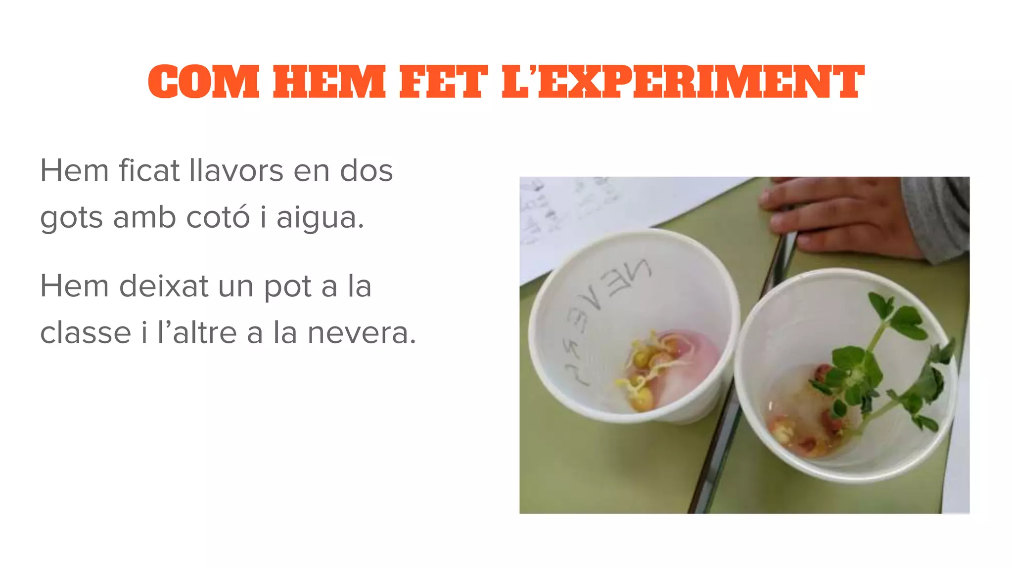 COM HEM FET L’EXPERIMENT
Hem ficat llavors en dos
gots amb cotó i aigua.
Hem deixat un pot a la
classe i l’altre a la nevera.
 