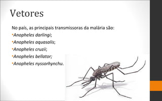 Vetores
No país, as principais transmissoras da malária são:
•Anopheles darlingi;
•Anopheles aquasalis;
•Anopheles cruzii;
•Anopheles bellator;
•Anopheles nyssorhynchu.
 