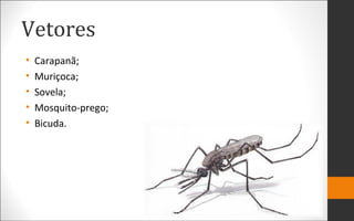Vetores
• Carapanã;
• Muriçoca;
• Sovela;
• Mosquito-prego;
• Bicuda.
 
