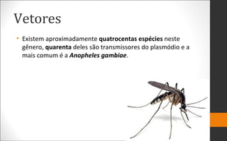 Vetores
• Existem aproximadamente quatrocentas espécies neste
gênero, quarenta deles são transmissores do plasmódio e a
mais comum é a Anopheles gambiae.
 