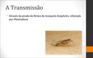 A Transmissão
• Através da picada da fêmea do mosquito Anopheles, infectada
por Plasmodium.
 