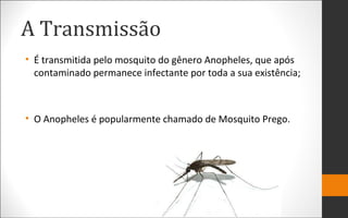 A Transmissão
• É transmitida pelo mosquito do gênero Anopheles, que após
contaminado permanece infectante por toda a sua existência;
• O Anopheles é popularmente chamado de Mosquito Prego.
 