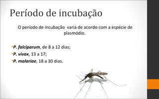 Período de incubação
O período de incubação varia de acordo com a espécie de
plasmódio.
•P. falciparum, de 8 a 12 dias;
•P. vivax, 13 a 17;
•P. malariae, 18 a 30 dias.
 
