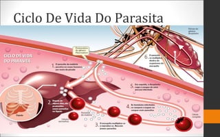Ciclo De Vida Do Parasita
 