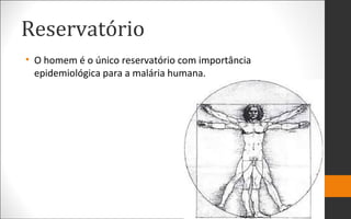 Reservatório
• O homem é o único reservatório com importância
epidemiológica para a malária humana.
 