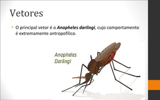 Vetores
• O principal vetor é o Anopheles darlingi, cujo comportamento
é extremamente antropofílico.
 