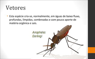 Vetores
• Esta espécie cria-se, normalmente, em águas de baixo fluxo,
profundas, límpidas, sombreadas e com pouco aporte de
matéria orgânica e sais.
 