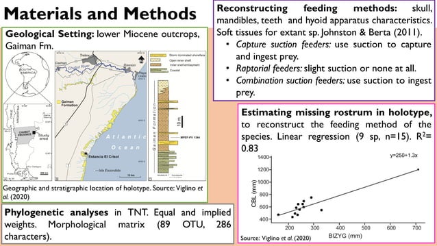 Oh my teeth! Odontocetes feeding methods diversification in the early