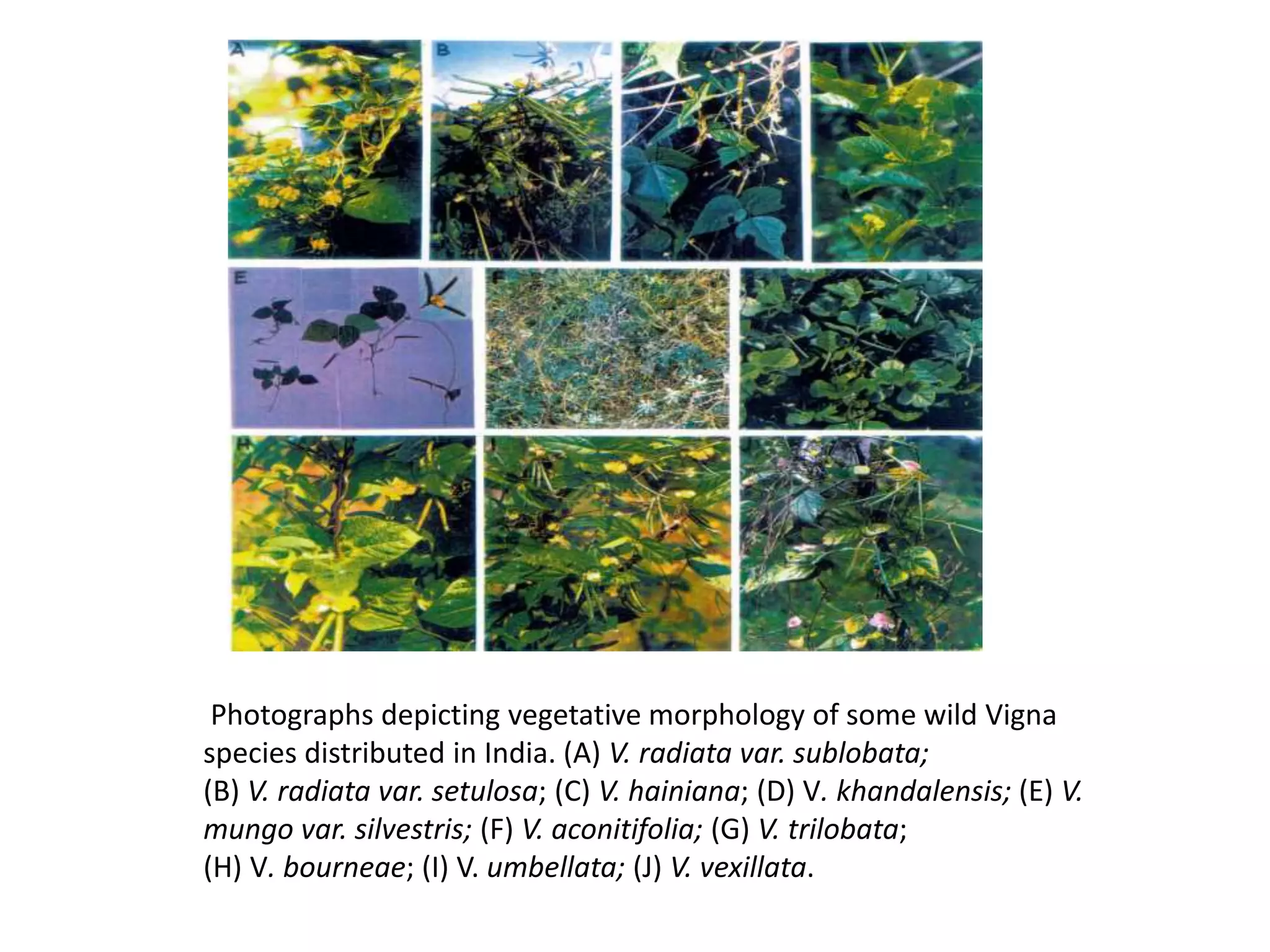 Photographs depicting vegetative morphology of some wild Vigna
species distributed in India. (A) V. radiata var. sublobata;
(B) V. radiata var. setulosa; (C) V. hainiana; (D) V. khandalensis; (E) V.
mungo var. silvestris; (F) V. aconitifolia; (G) V. trilobata;
(H) V. bourneae; (I) V. umbellata; (J) V. vexillata.
 