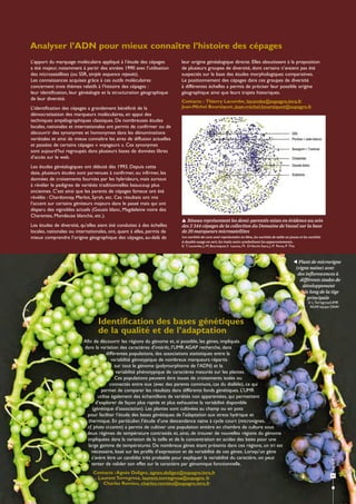 Identification des bases génétiques
de la qualité et de l’adaptation
t Plant de microvigne
(vigne naine) avec
des inflores...