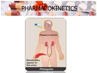 PHARMACOKINETICS
Plasma t1/2-3-6 hrs
 