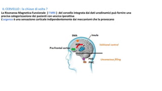 IL CERVELLO : la chiave di volta ?
La Risonanza Magnetica Funzionale ( f MRI ) del cervello integrata dai dati urodinamici può fornire una
precisa categorizzazione dei pazienti con vescica iperattiva
L’urgenza è una sensazione corticale indipendentemente dai meccanismi che la provocano
 
