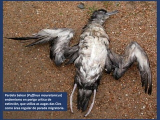 Pardela balear (Puffinus mauretanicus)
endemismo en perigo crítico de
extinción, que utiliza as augas das Cíes
como área regular de parada migratoria.
 
