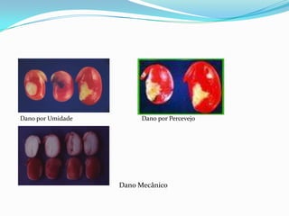 Dano por Umidade                                           Dano por PercevejoDano Mecânico