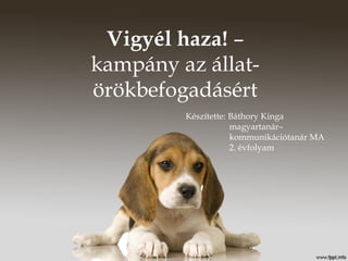 Vigyél haza! – 
kampány az állat-örökbefogadásért 
Készítette: Báthory Kinga 
magyartanár– 
kommunikációtanár MA 
2. évfolyam 
 