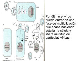 Por último el virus puede entrar en una fase de multiplicación que acaba haciendo estallar la célula y libera multitud de partículas víricas. 