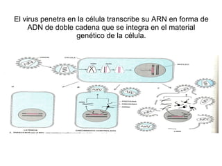 El virus penetra en la célula transcribe su ARN en forma de ADN de doble cadena que se integra en el material genético de la célula. 