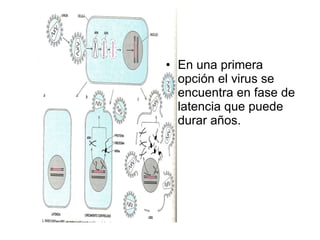 En una primera opción el virus se encuentra en fase de latencia que puede durar años. 