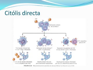 Citólis directa