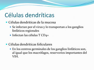 Células dendríticasCélulas dendríticas de la mucosaSe infectan por el virus y lo transportan a los ganglios linfáticos regionalesInfectan las células T CD4+Células dendríticas folicularesEn los centros germinales de los ganglios linfáticos son, al igual que los macrófagos, reservorios importantes del VIH.
