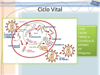 VIHCiclo VitalCCR5CXCR4TRIM5-αCiclofilina AAPOBECVifIntegrasa