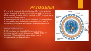 PATOGENIA
El virus de la inmunodeficiencia humana (VIH) es (un lentivirus
con un genero de la familia retrovirus) como todo retrovirus el
VIH e capaz de sintetizar ADN a partir de su ARN viral gracia a la
enzima transcriptasa inversa
El aspecto básico de la patogénesis de la infección por el VIH es
la destrucción de los linfocitos cooperadores CD4+. Con la
subsecuente perdida de la competencia del sistema inmune
ESTRUCTURA CELULAR
El VIH consta de una bicapa lipídica externa, como
envoltura, también consta de integrasa, GP120, GP41, P17
de matriz, P24 de la cápside, transcriptasa inversa,
proteasa, ARN, membrana lipídica.
 