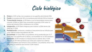Ciclo biológico
1. Enlace: el VIH se fija a los receptores en la superficie del linfocito CD4.
2. Fusión: la envoltura del...