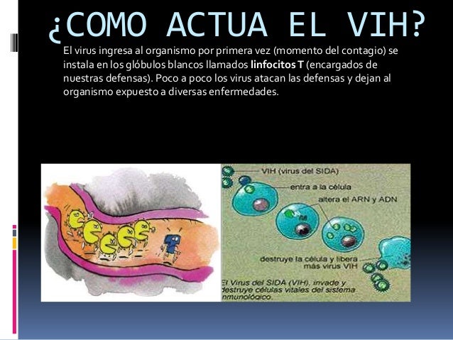 Como actua el hercampuri Como actua el hercampuri