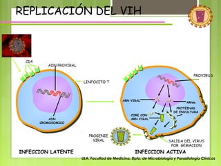 REPLICACIÓN DEL VIH

CD4

ADN PROVIRAL
PROVIRUS
LINFOCITO T

ARN VIRAL

CORE CON
ARN VIRAL

ADN
CROMOSOMICO

PROGENIE
VIRAL

INFECCION LATENTE

ARNm
PROTEINAS
DE ENVOLTURA

SALIDA DEL VIRUS
POR GEMACION

INFECCION ACTIVA
ULA. Facultad de Medicina. Dpto. de Microbiología y Parasitología Clínicas

 