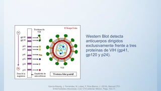 Western Blot detecta
anticuerpos dirigidos
exclusivamente frente a tres
proteínas de VIH (gp41,
gp120 y p24).
García-Klepzig, J. Fernández, M. López, F. Ríos-Blanco, J. (2016). Manual CTO:
Enfermedades infecciosas. 2 ed. CTO editorial. México. Págs. 103-17.
 