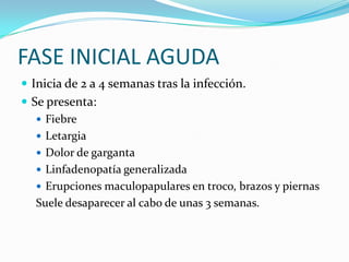 FASE INICIAL AGUDAInicia de 2 a 4 semanas tras la infección.Se presenta:FiebreLetargiaDolor de gargantaLinfadenopatía generalizadaErupciones maculopapulares en troco, brazos y piernasSuele desaparecer al cabo de unas 3 semanas.