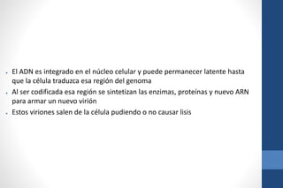 ● El ADN es integrado en el núcleo celular y puede permanecer latente hasta
que la célula traduzca esa región del genoma
● Al ser codificada esa región se sintetizan las enzimas, proteínas y nuevo ARN
para armar un nuevo virión
● Estos viriones salen de la célula pudiendo o no causar lisis
 