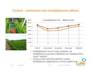 © Luonnonvarakeskus
Tuloksia – porkkanan sato kerääjäkasvien jälkeen
24 7.4.2017Pirjo Kivijärvi
0
10 000
20 000
30 000
40 000
50 000
60 000
Kontrolli Italianraiheinä Hunajakukka Valkosinappi Öljyretikka
Kg/ha Kauppakelpoinen sato Kokonaissato
• Kerääjäkasvien suurin hyöty saadaan, jos
kerääjäkasvia seuraava viljelykasvi on matalajuurinen
(sipuli, salaatti)
• Syväjuurisilla kasveilla edellisen vuoden
kerääjäkasvin typpivaikutus voi olla negatiivinen
 